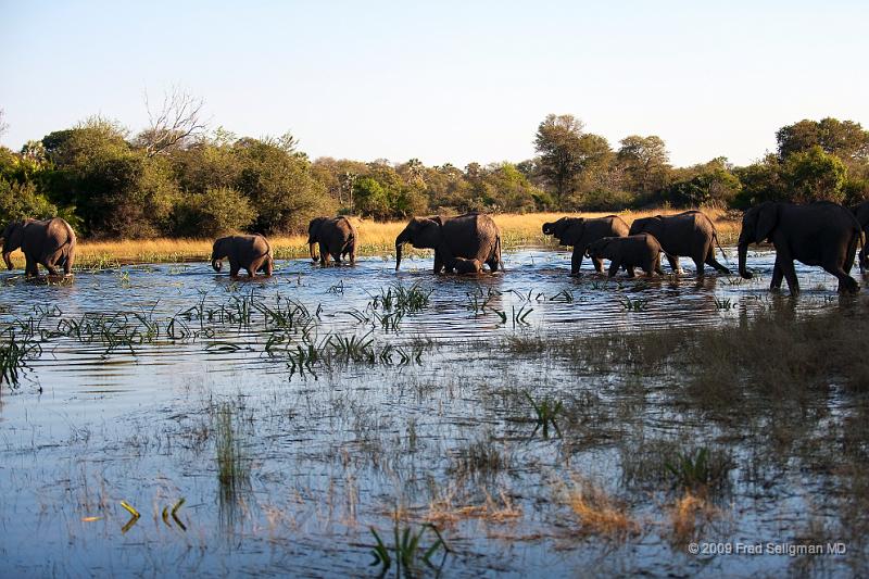20090614_084220 D3 X1.jpg - Following large herds in Okavango Delta